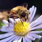 Fortpflanzung der Blumen 1