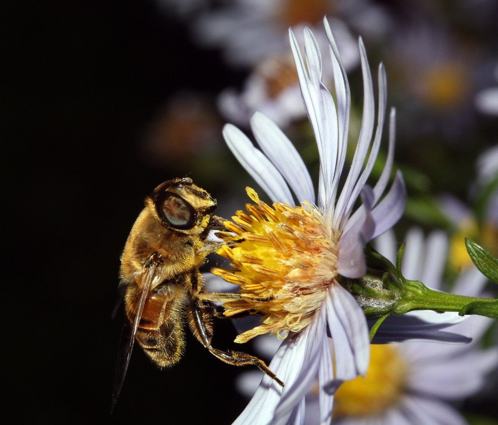 Fortpflanzung der Blumen 2