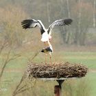 Fortpflanzung der Störche