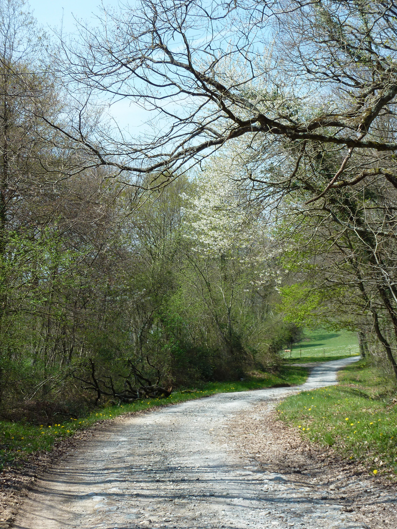 Forêts pyrénéennes (2)