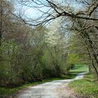 Forêts pyrénéennes (2)