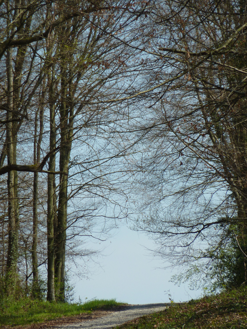 Forêts pyrénéennes