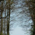 Forêts pyrénéennes