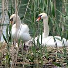 Fortsetzung Familie SCHWAN !!