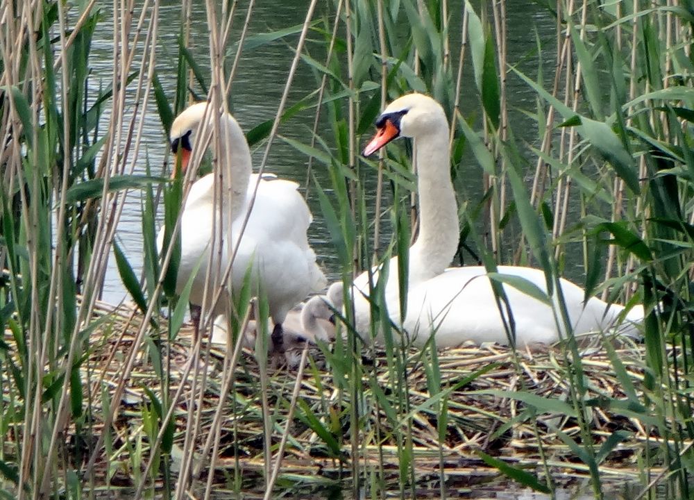 Fortsetzung Familie SCHWAN !!