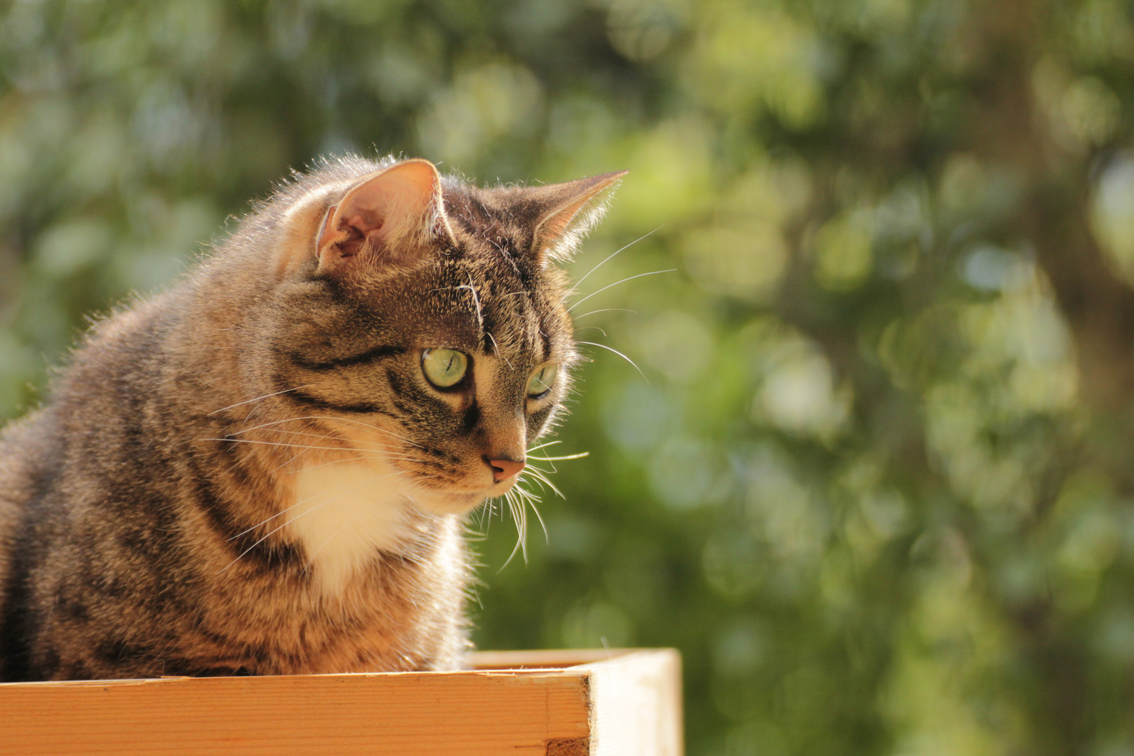 ....fortsetzung.......vom Schubladen-Kater :-)