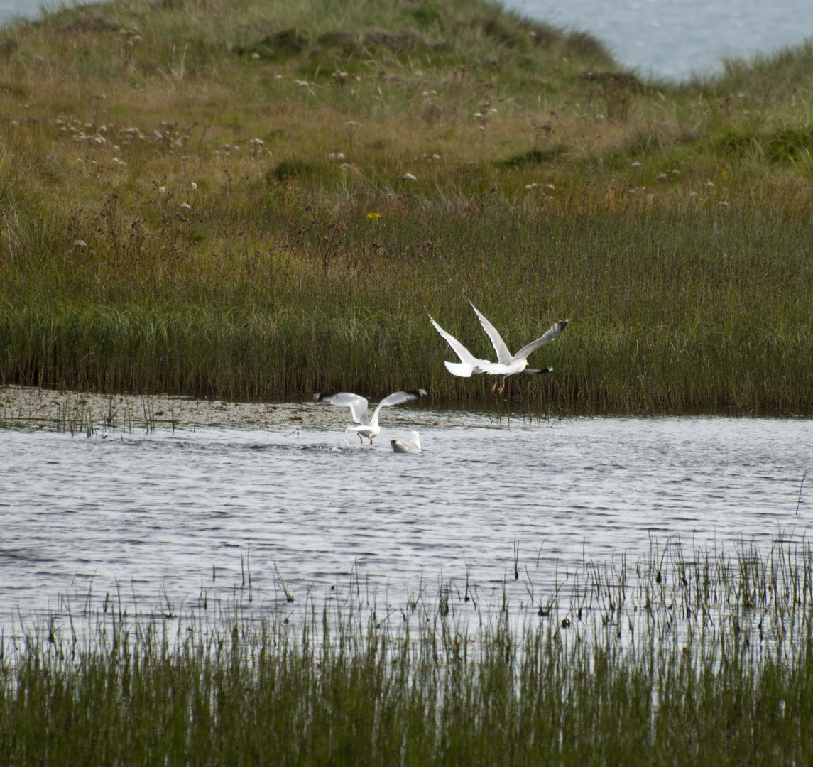 Forvie Nature Reserve - Scotland