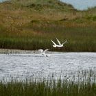 Forvie Nature Reserve - Scotland