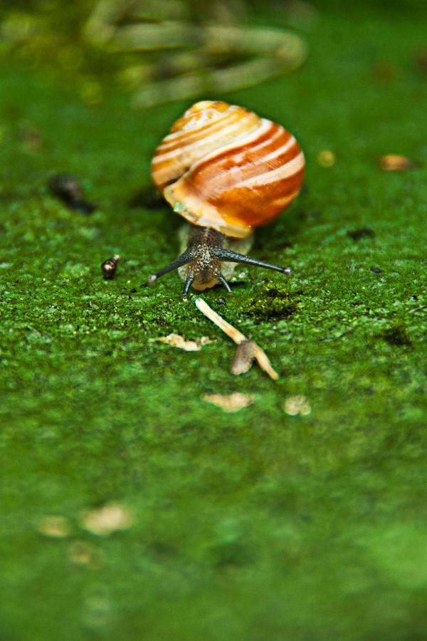 ... forward snail ...