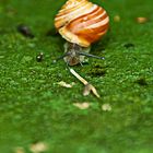 ... forward snail ...