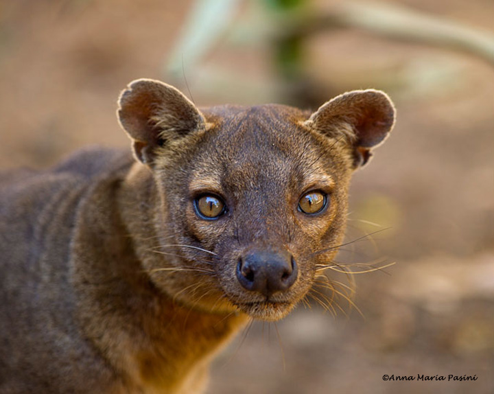 Fosa - Madagascar