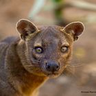 Fosa - Madagascar