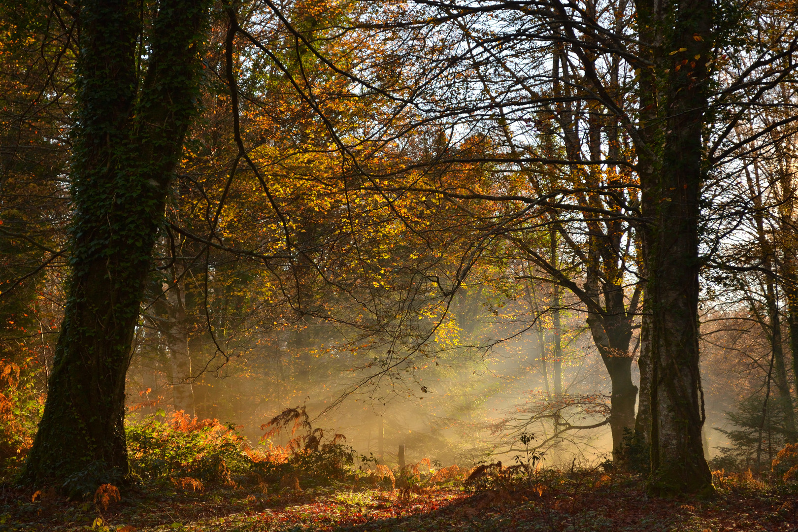 Foschia nella montagna selvosa avvolta d'autunno (Monti delle Serre, Calabria)