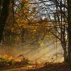 Foschia nella montagna selvosa avvolta d'autunno (Monti delle Serre, Calabria)