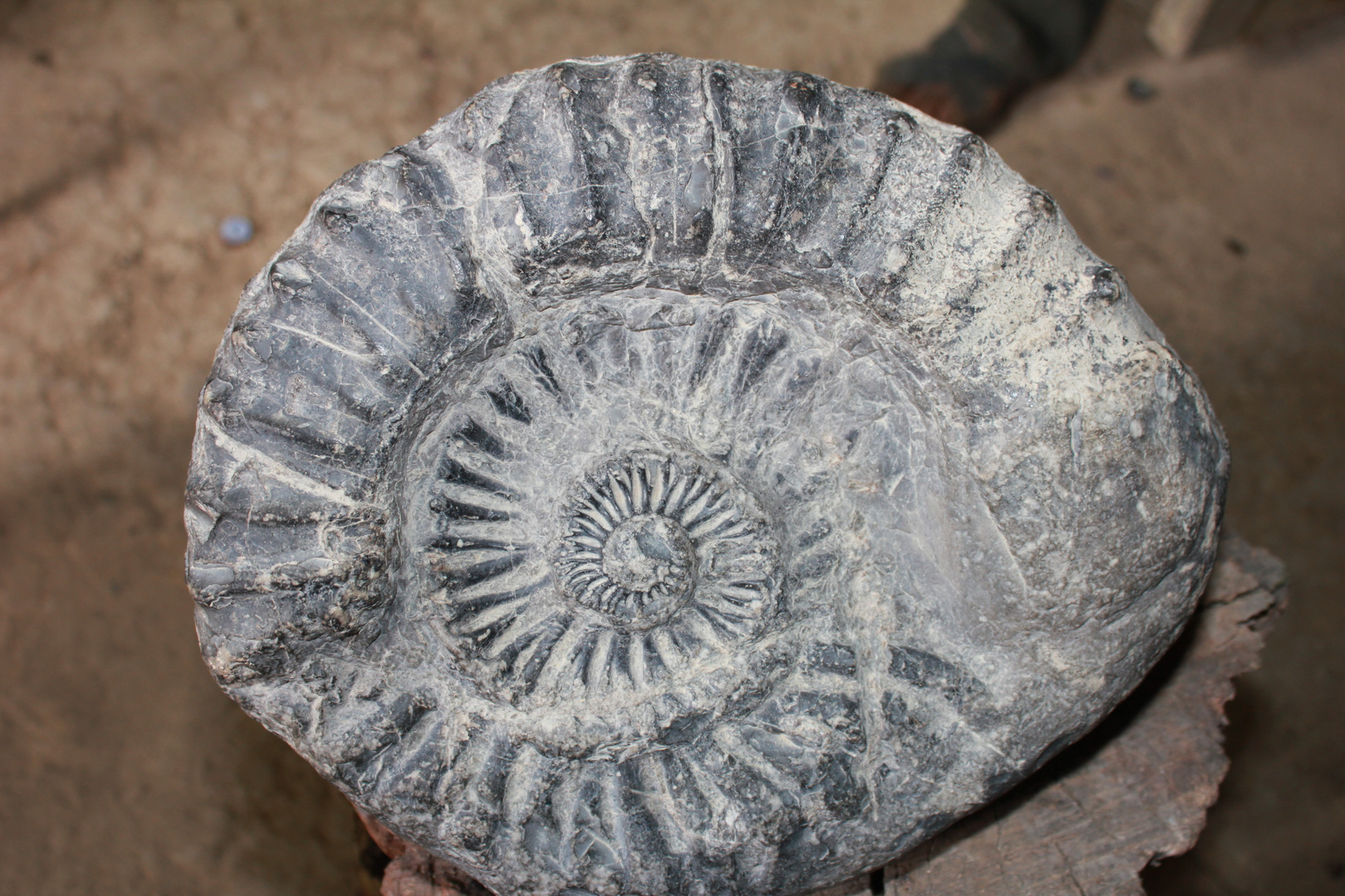 fosil de Caracol Paucamarca San Marcos Cajamarca perú