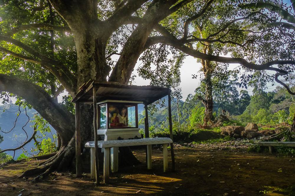 F.o.Sri Lanka - Buddhas Budhi-Baum