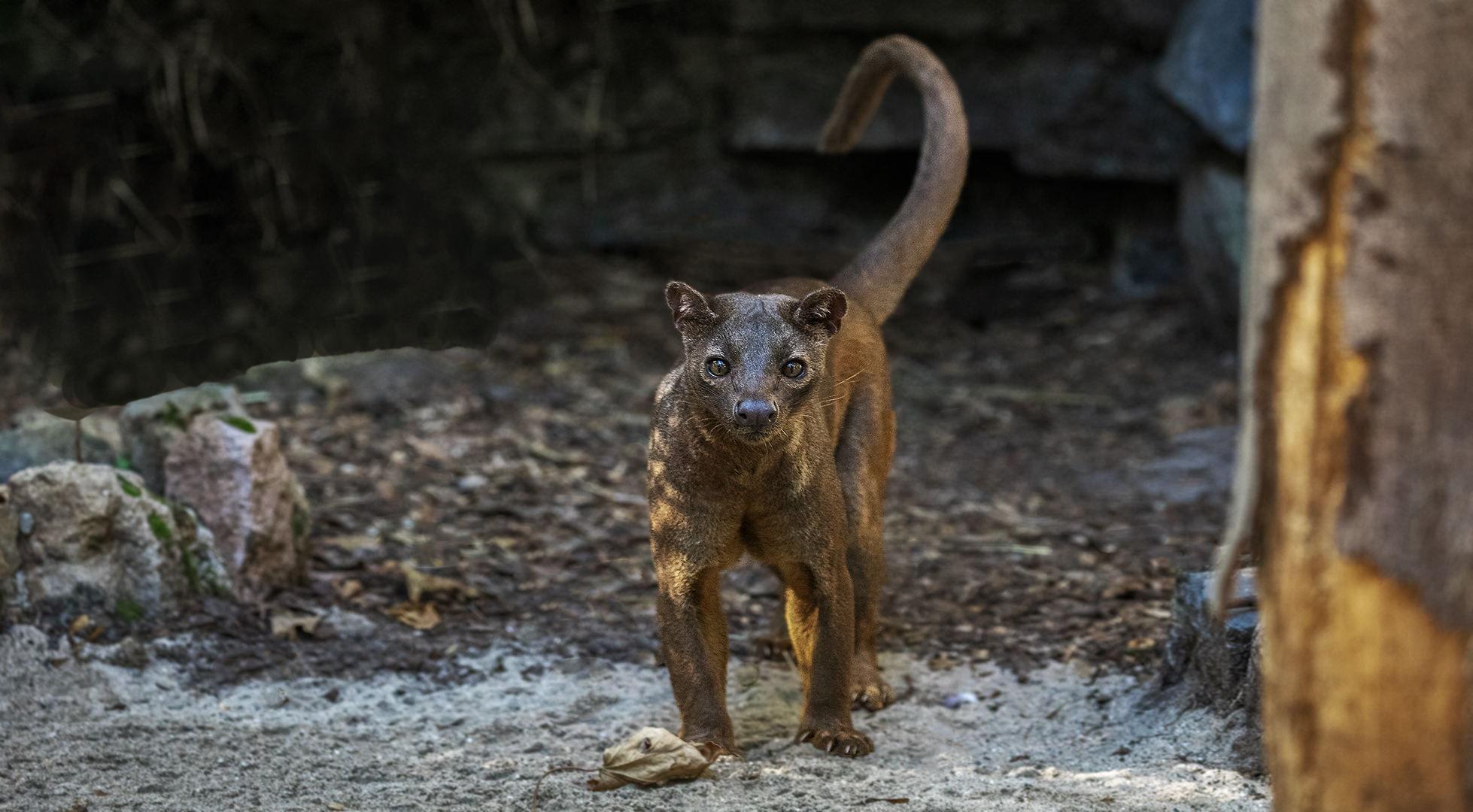 Fossa 001