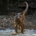 Fossa 001