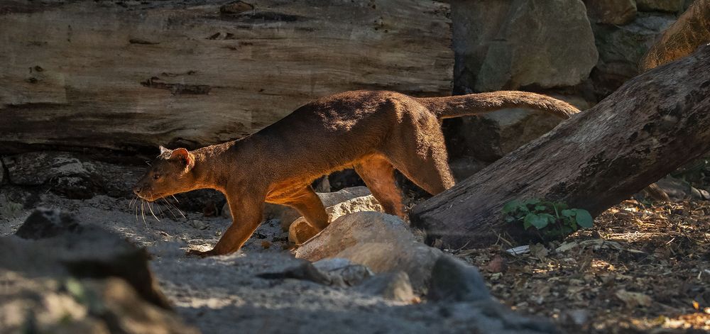 Fossa 003 Foto & Bild deutschland, europe, nordrhein westfalen