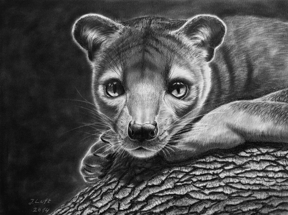 Fossa