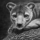 Fossa