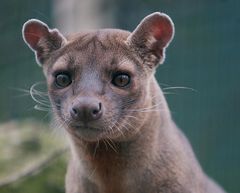 fossa