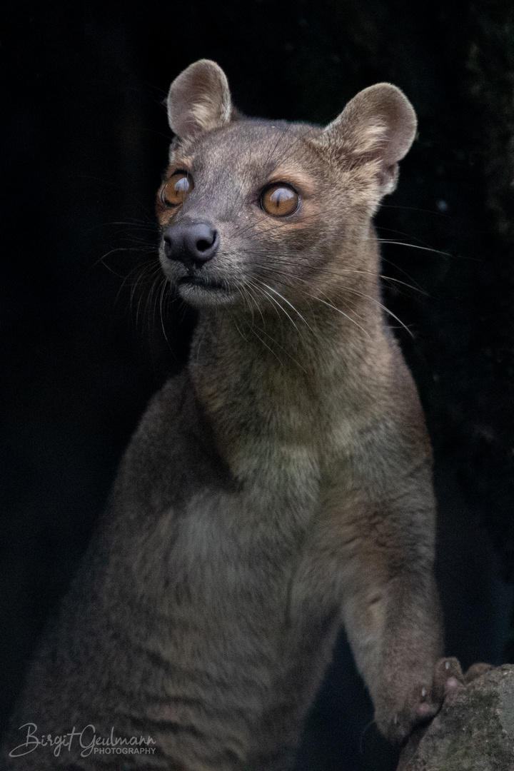 Fossa