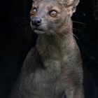 Fossa