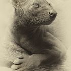 FOSSA 2