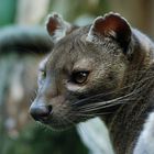 Fossa