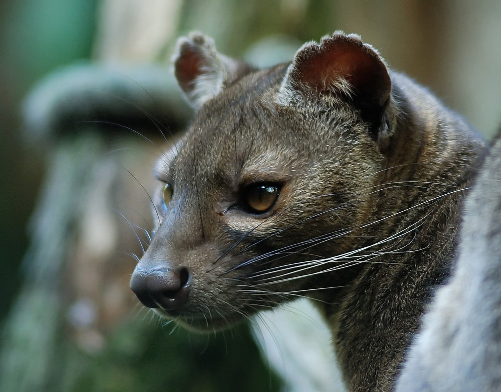 Fossa