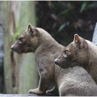 Fossa