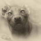 FOSSA 3