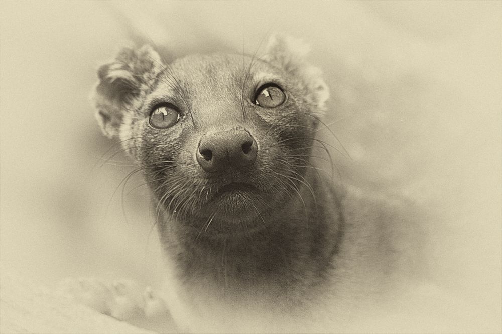 FOSSA 3