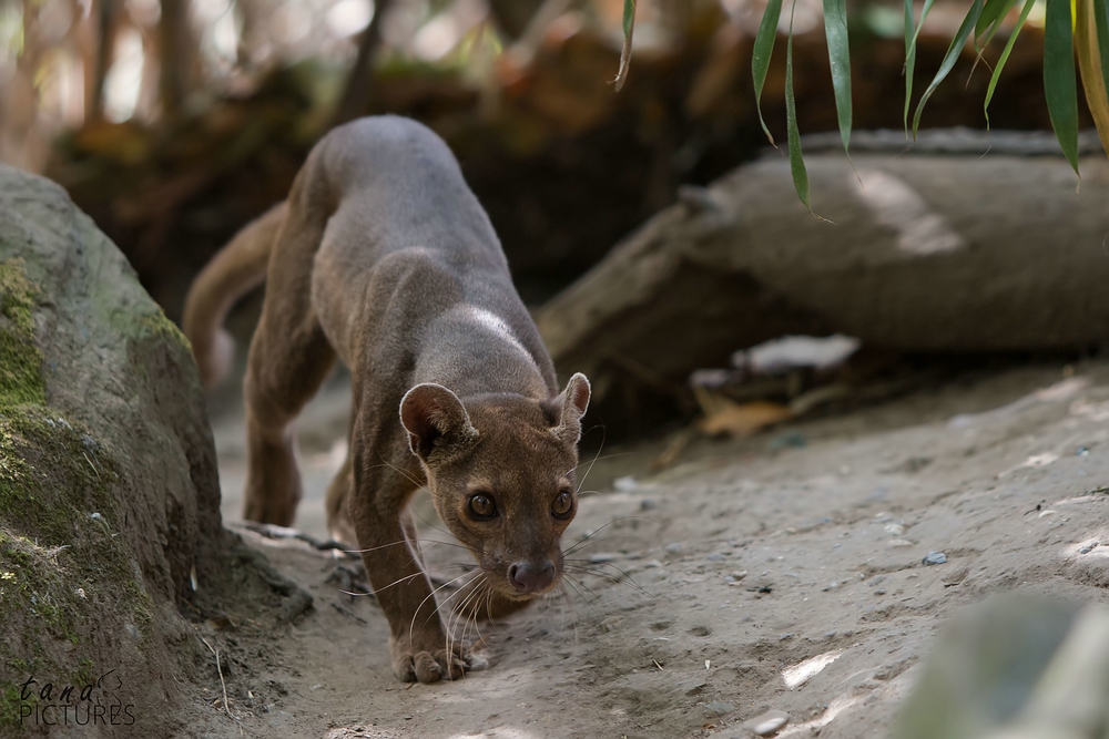 Fossa