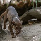 Fossa