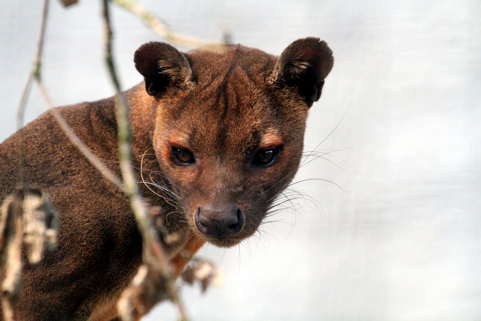  Fossa 