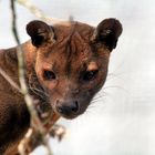  Fossa 