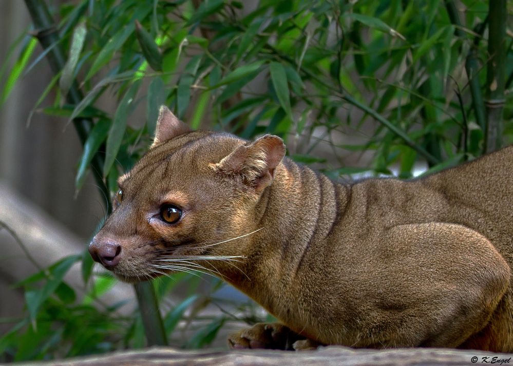 Fossa Foto & Bild tiere, zoo, wildpark & falknerei, säugetiere Bilder