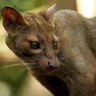 Fossa