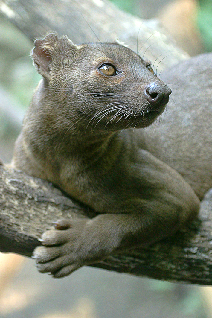 FOSSA