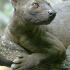 FOSSA