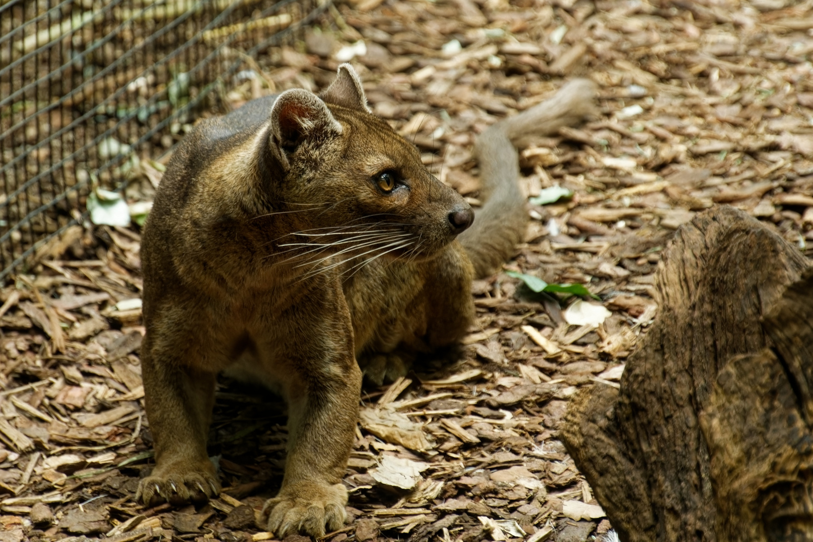 Fossa