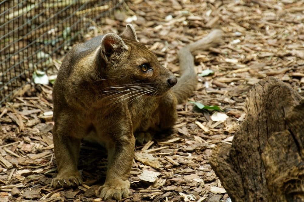 Fossa Foto & Bild tiere, zoo, wildpark & falknerei, säugetiere Bilder