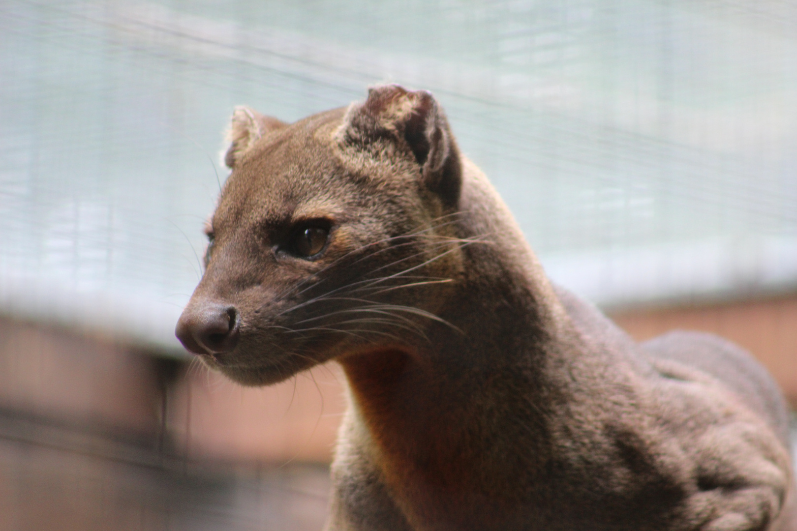 Fossa