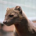 Fossa