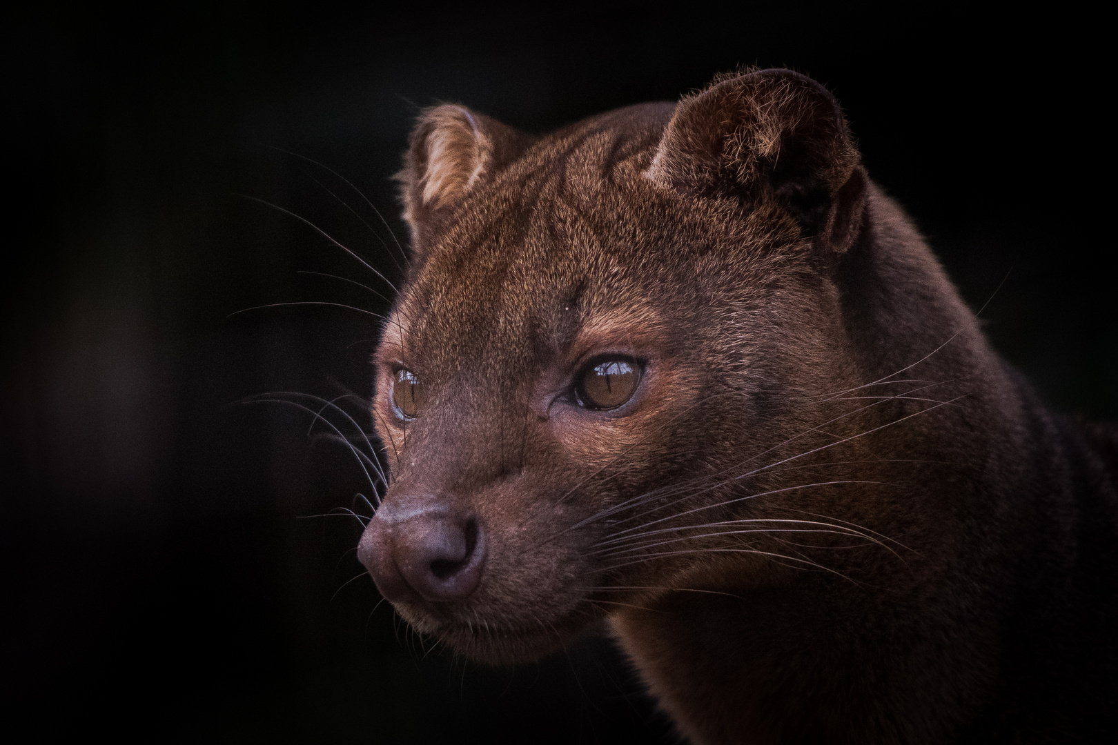 Fossa