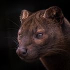 Fossa