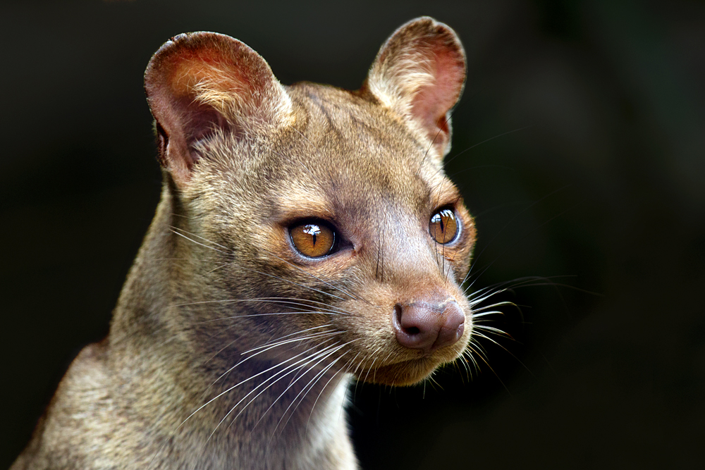 Fossa