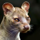 Fossa